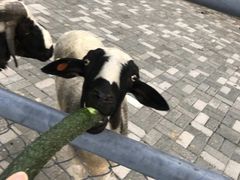 -长白岛森林公园