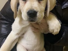 -翊宠yipet猫狗购宠庄园犬舍•猫舍