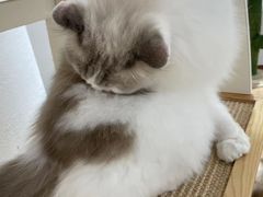 -1013 PET SHOP精品宠物商店(丁香店)
