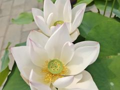 -莲花池公园