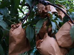 -樂桃源奉贤黄桃种植采摘基地