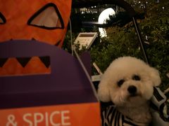 -翊宠yipet猫狗购宠庄园犬舍•猫舍