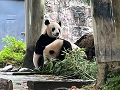 -都江堰中华大熊猫苑