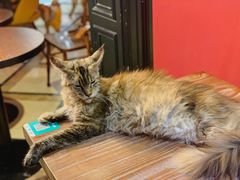 -猫色咖啡·猫咖