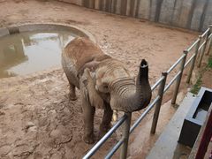 -西霞口神雕山野生动物世界