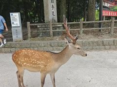 -奈良公园