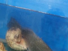 -宾朋海鲜特色美食餐厅·纯手工鲅鱼水饺(兴海路店)