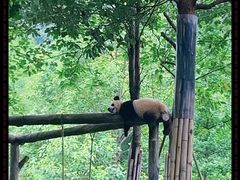 -都江堰中华大熊猫苑
