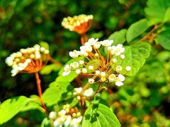 -黑河国家森林公园