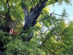 -大觉寺-停车场