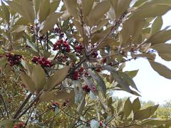 -普陀山风景名胜区-千步大沙