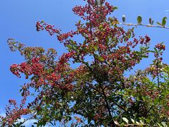 -武陵山森林公园