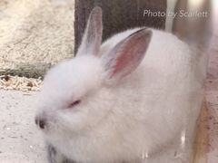 -momokira米努特·德文卷毛猫·棉花面纱犬