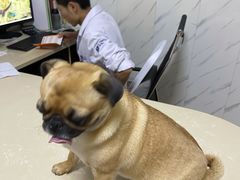 -宠颐生贝利健动物医院(谢家湾分院)