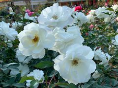 -人民公园(罗湖区)