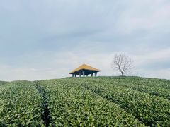 -龙坞茶村