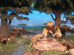 -国家自然博物馆