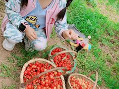-白鹿原樱桃园