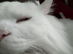 android_upload_pic-Anne猫窝咖啡屋