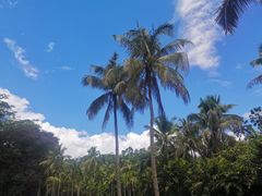 -中国科学院西双版纳热带植物园