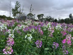 -春花秋色城市公园