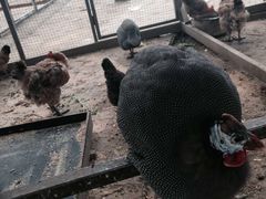 -意大利农场度假村