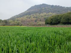 -八卦田遗址公园