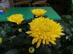 -西昌火焰山烧烤(中海国际店)