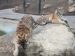 -栾川竹海野生动物园