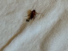 -普吉岛凯悦酒店