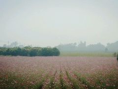 -曲江薰衣草庄园