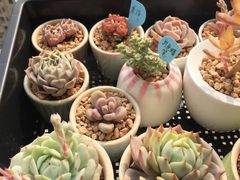 -双季花艺园艺市场(浦东店)