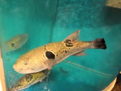 -天正河鲀·河豚亭(大连店)