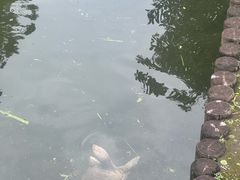 -水前寺成趣园