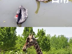 -合肥野生动物园