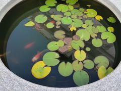 -西塔
