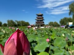 -白洋淀风景区