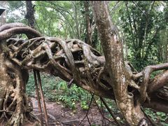 -中国科学院西双版纳热带植物园