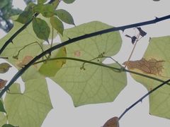 -八大关景区