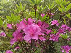 -梧桐山风景名胜区