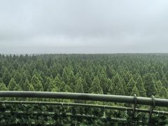 -黄海国家森林公园