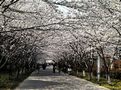 -高东镇樱花园