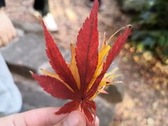 -秋霞圃