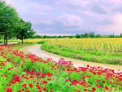 -花开海上生态园