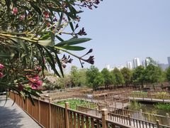 -五缘湾湿地公园