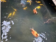 -南宫五洲植物乐园