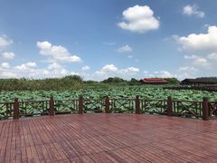 -荷塘月色湿地公园·向阳花洲