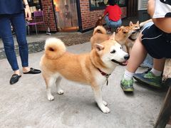 -柴犬高等学院·狗咖·柴犬售卖·宠物训练