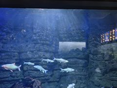 -江和美海洋公园