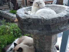-喵屿·大理花园猫咖